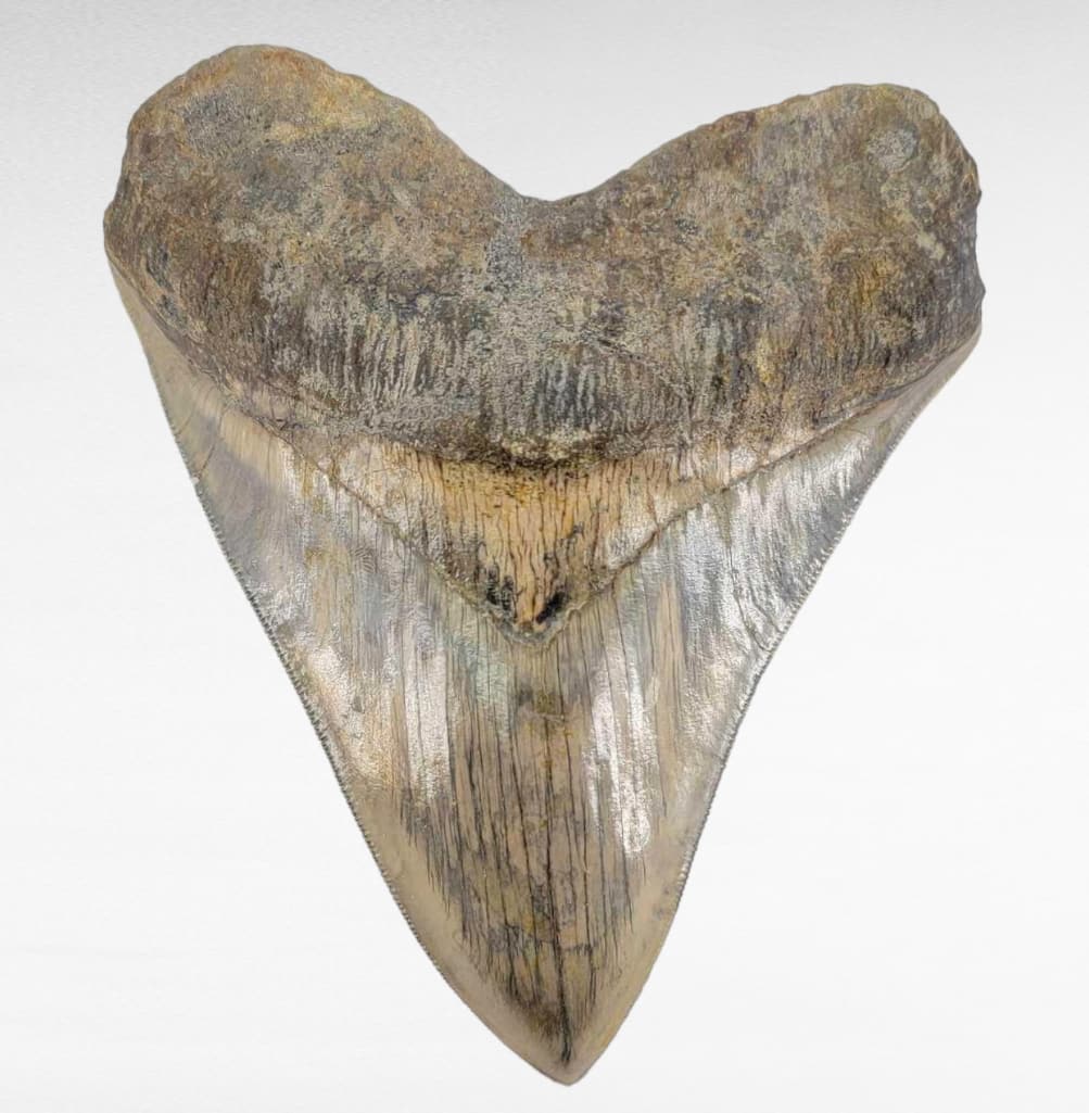 5.5" Exotic Megalodon Shark Tooth Fossil Auction