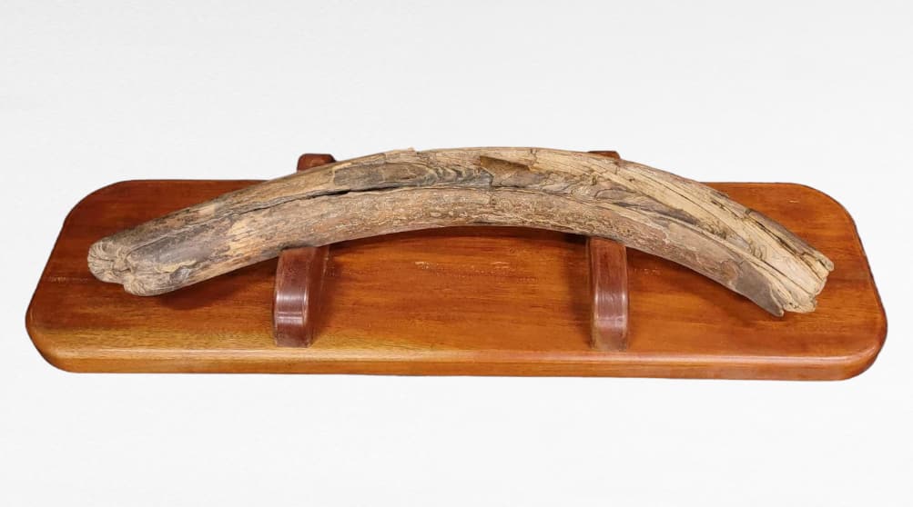 34" Mammoth Tusk Fossil w/Hardwood Mount: A well-preserved three foot long specimen of mammoth tusk in shades ranging from light caramel to dark brown,Â with visible growth layers apparent throughout; minor unrestored cracking is present. I