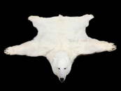 104" Polar Bear Rug c.1967