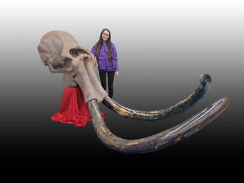 Massive Adult Mammoth Skull - "Big Blue Woolly"