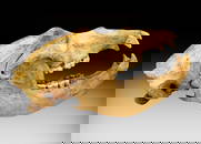 Massive Ice Age Cave Bear Skull Fossil