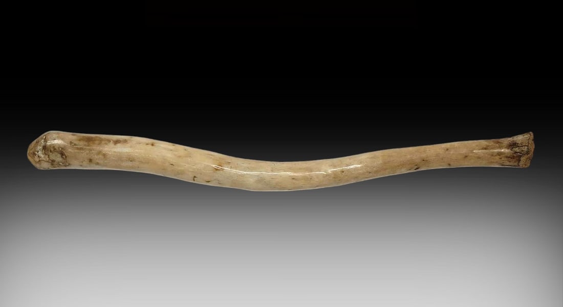 22" Fossilized Walrus Oosik: A polished fossilized walrus oosik, or penile bone. Measures approximately 2" at the wideset point and 22" in length.