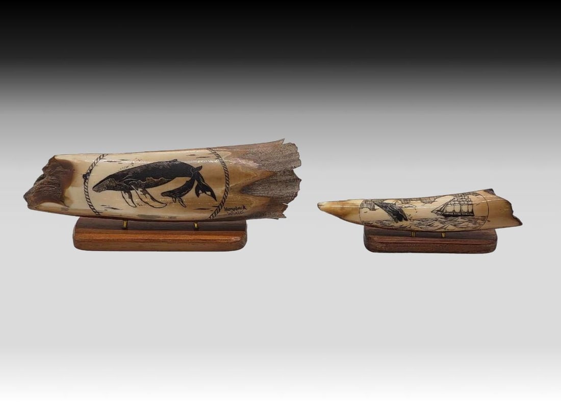 Fossil Walrus Tusk Scrimshaw - Whales & Whaling: Two fossilized walrus tusk sections, both featuring scrimshaw designs. The larger tusk depicts a humpback whale cow and calf swimming within a nautical rope ring. The smaller tusk tip depicts a humpba