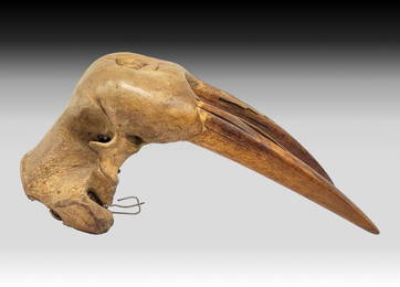 Ancient Fossilized Walrus Skull w/Tusks