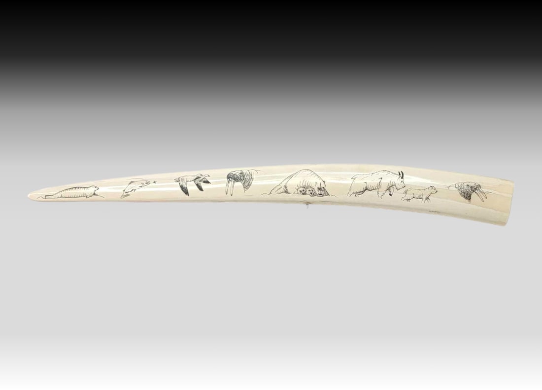 24" Walrus Tusk Scrimshaw - Alaska Wildlife - Warren Kakoona: A walrus tusk with scrimshaw Alaska wildlife including a seal, a salmon, a pair of birds, two walruses, a polar bear sow with twin cubs, and a mountain goat with kid. Signed on the edge of the inner c
