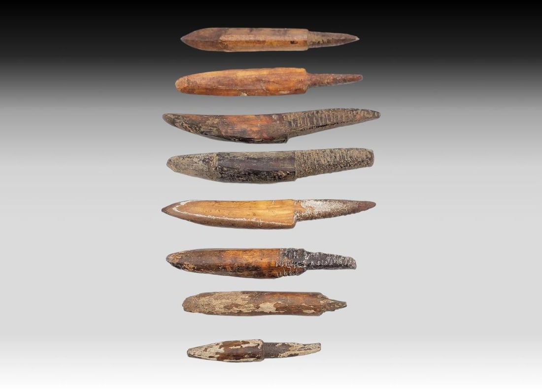 Thule Fossilized Walrus Tusk Harpoon Ice Testers: Eight Thule period fossilized walrus tusk ice testers or picks, inserted firmly at the base end of a harpoon shaft to test the solidity of ice before stepping upon it; also used to break through the i