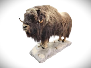 Museum Quality Muskox Taxidermy Mount