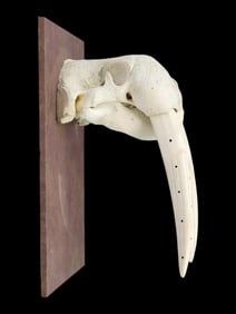 Walrus Skull Mount w/ Baleen Dots - Walter "Alook" Topkok