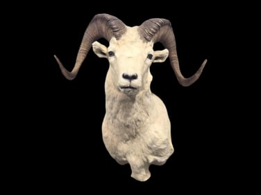 Dall Sheep Taxidermy Shoulder Mount