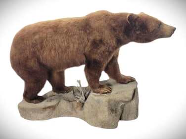 Full Body Cinnamon Black Bear Taxidermy Mount w/ Habitat