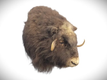 Muskox Taxidermy Shoulder Mount