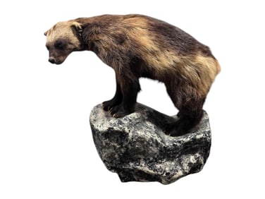 Wolverine Taxidermy w/ Rocky Habitat