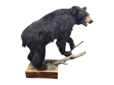 Full Body Black Bear Taxidermy Mount w/ Habitat