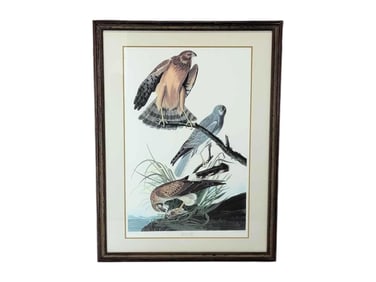After John James Audubon "Marsh Hawk" Lithograph - Abbeville Press