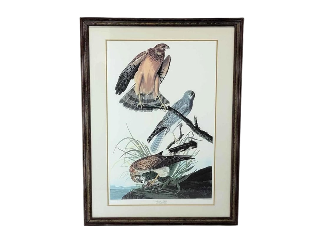 After John James Audubon "Marsh Hawk" Lithograph - Abbeville Press: An elephant folio color offset lithograph after the engraving by Robert Havell, Jr. (British, 1793-1878); after the work by after the work by artist and ornithologist John James Audubon (American, 178
