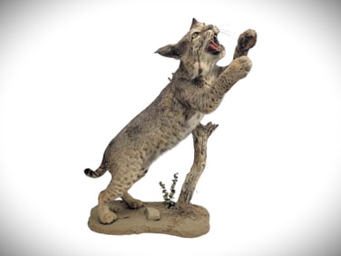 Bobcat Taxidermy Mount w/ Habitat