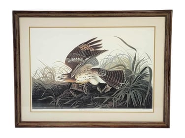 After John James Audubon "Winter Hawk" Lithograph - Abbeville Press