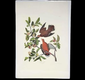 After John James Audubon "Zenaida Dove" Lithograph