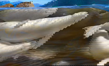 16' x 10' Tall James Havens "Cook Inlet Beluga" Original Oil Mural