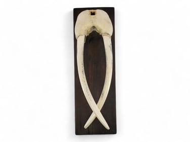 Walrus Skull w/ Scrimshaw Arctic Scenes