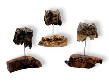 Fossilized Woolly Rhinoceros Teeth