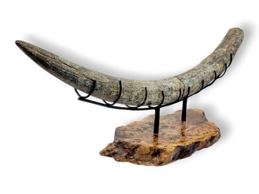 4' Fossilized Stegodon Tusk w/ Burlwood Stand
