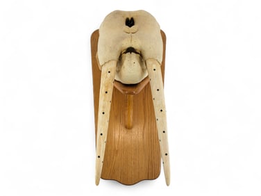 Mounted Walrus Skull w/ Baleen Accents