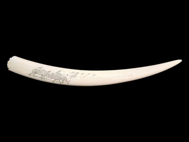 Walrus Tusk w/Dall Sheep Scrimshaw