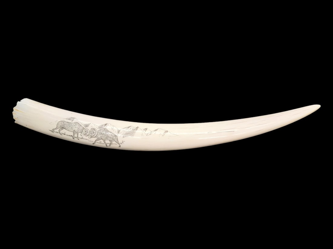 Walrus Tusk w/Dall Sheep Scrimshaw: A walrus tusk scrimshawed with a scene of two male Dall sheep butting heads and battling each other for supremacy while a large mountain range looms in the background. Signed "Rose", full artist's nam