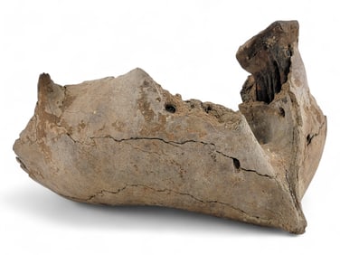 Fossilized Juvenile Woolly Mammoth Mandible w/ Tooth