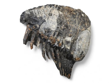 Large Woolly Mammoth Tooth