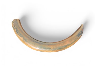 69lb Peace River, FL Mammoth Tusk Fossil