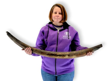 38.5" Woolly Mammoth Tusk