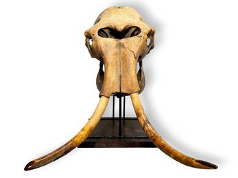 Juvenile Woolly Mammoth Skull Fossil