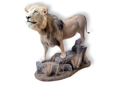 Full-Body African Lion Taxidermy w/ Scenic Base