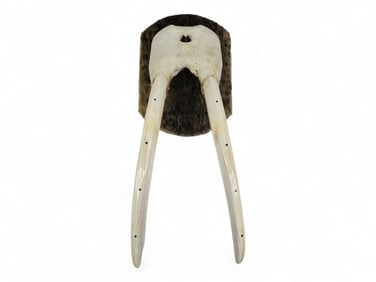 Walrus Tusk Mount w/Sealskin Backboard & Baleen Inlay - Walter Topkok