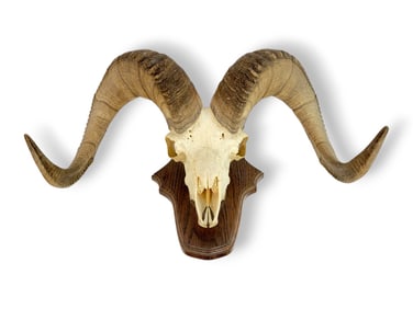Taxidermy Dall Sheep Skull & Horn Mount