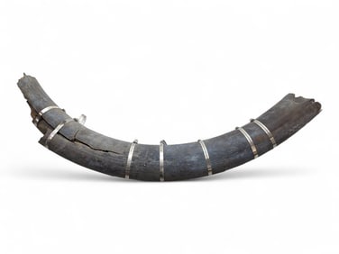 60-lb Woolly Mammoth Tusk