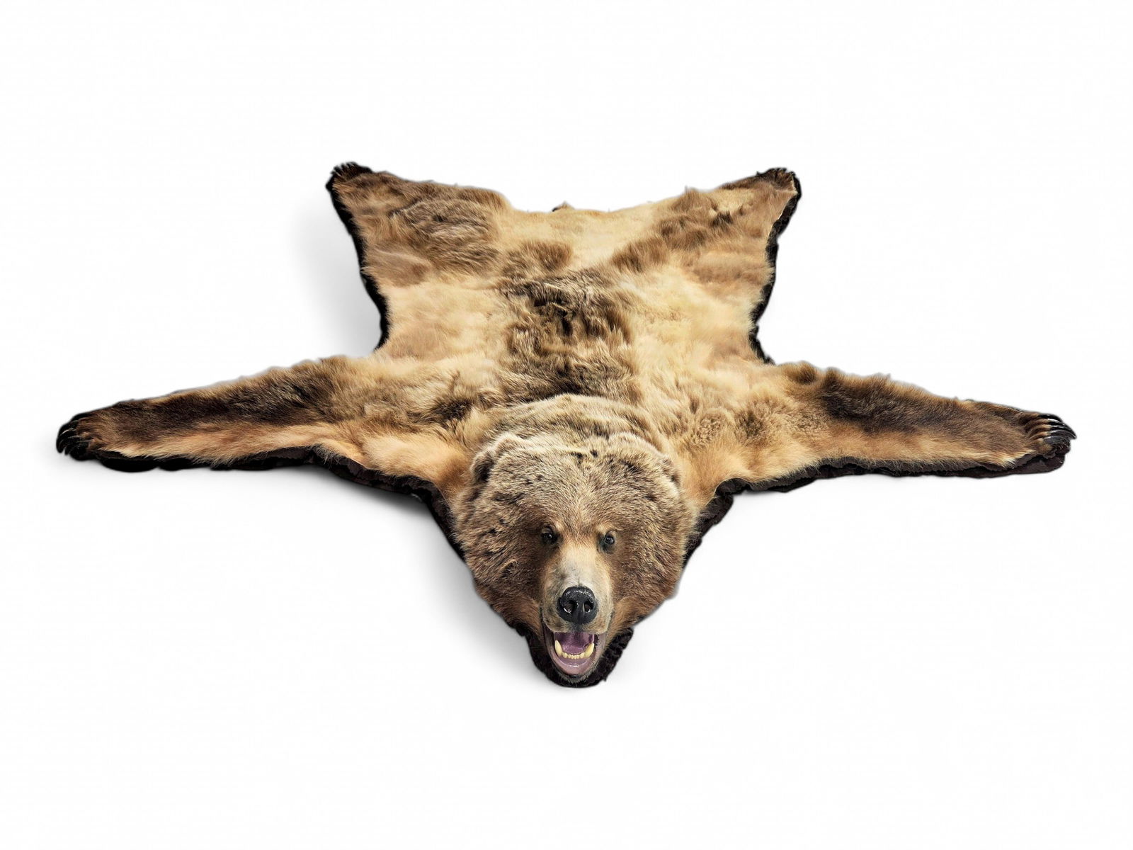 93" Alaska Brown Bear Rug: A full-size taxidermy Alaska brown bear (Ursus arctos horribilis) rug, featuring a full thick hide with an open mouth, paws, and claws. Alaska is home to over 98 percent of the United States' brown