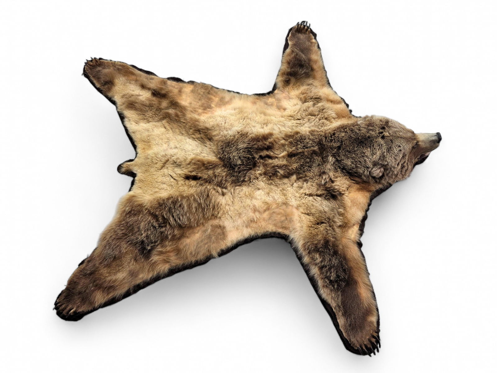 93" Alaska Brown Bear Rug - 3