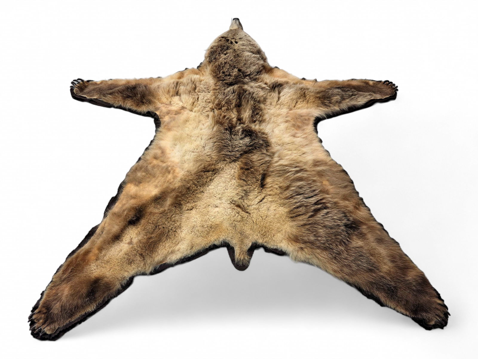 93" Alaska Brown Bear Rug - 4