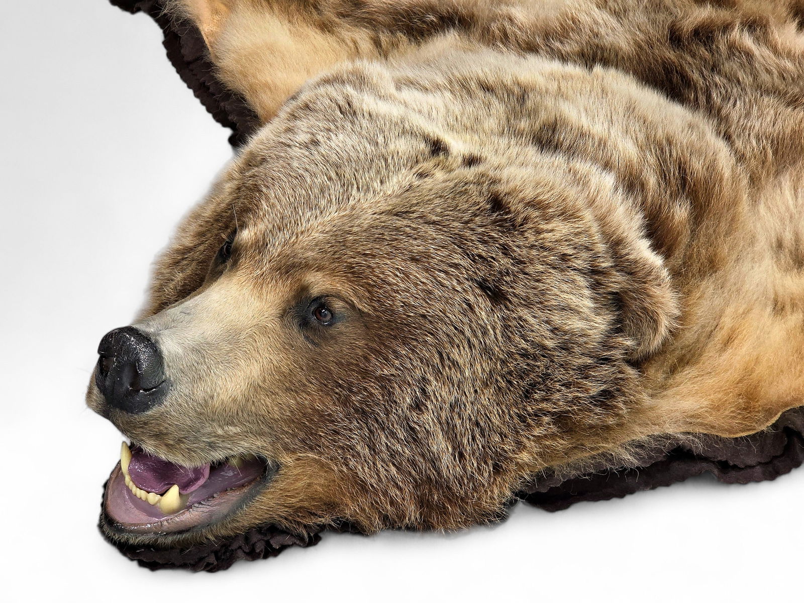 93" Alaska Brown Bear Rug - 5