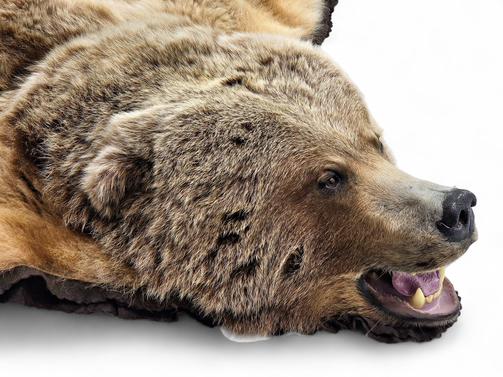 93" Alaska Brown Bear Rug - 6