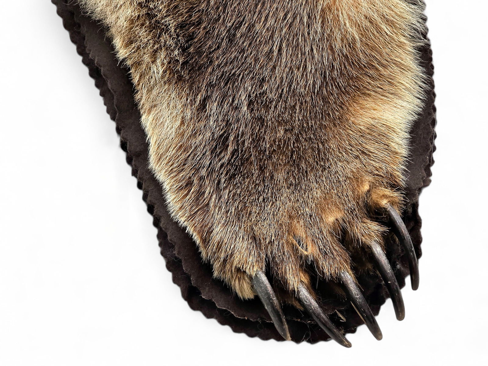 93" Alaska Brown Bear Rug - 7