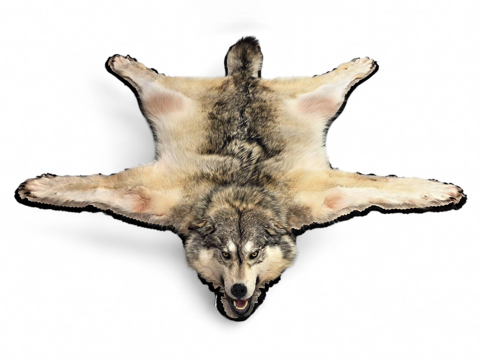83" Jumbo Alaska Grey Wolf Rug: A full-size taxidermy Alaska grey wolf rug (Canis lupus occidentalis) with raised head, open mouth, paws and claws. The hide and hair are in beautiful shades of gray with dark accents down the spine