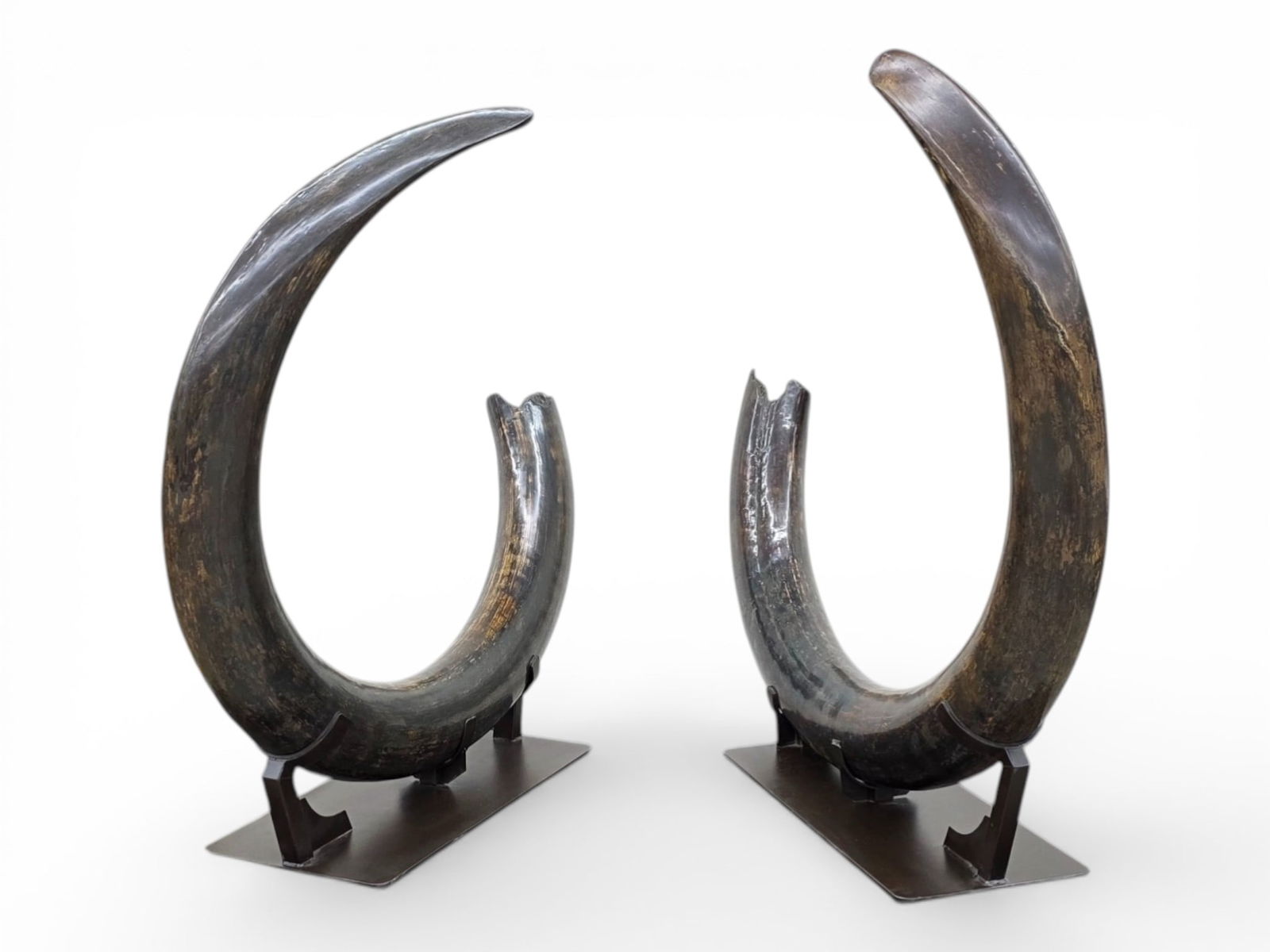 350lb Pair of Matched Alaskan Woolly Mammoth Tusks: A monumental, museum-quality matched pair of Alaskan woolly mammoth tusks (Mammuthus primigenius) dating to the Pleistocene Epoch (circa 10,000 to 125,000 years ago). Recovered in fall 2024 from