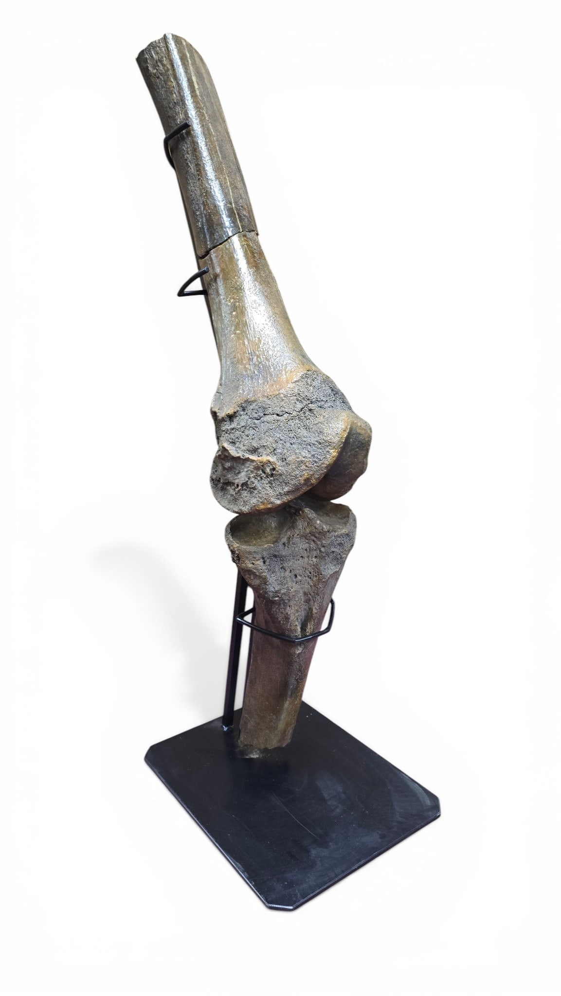 Peace River, Florida Mastodon Leg Fossil: An exceptionally rare partial American Mastodon (Mammut americanum) leg comprising the ulna and humerus, recovered in the 1960s from the banks of the Peace River, Florida—a noted but challenging