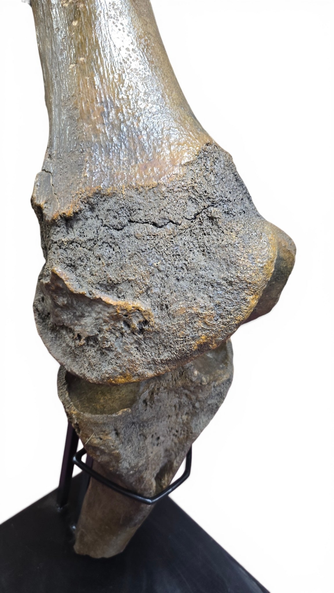 Peace River, Florida Mastodon Leg Fossil - 5