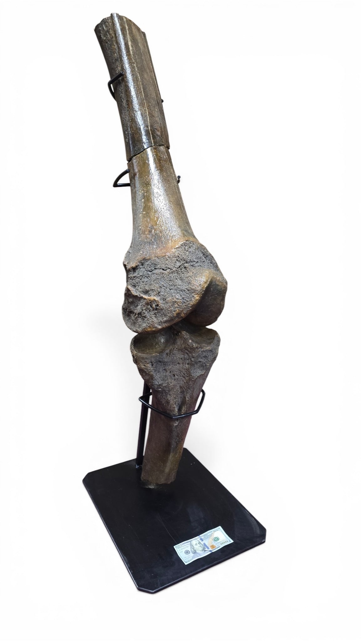 Peace River, Florida Mastodon Leg Fossil - 7