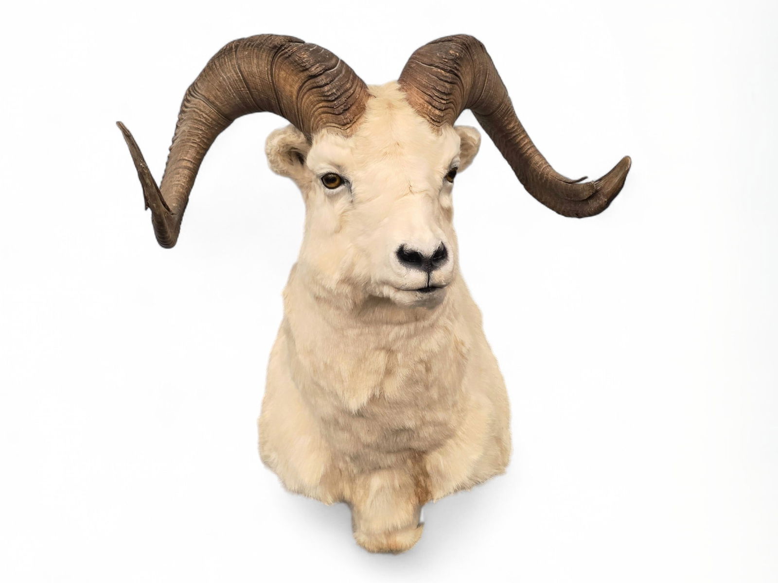 Broomed Full Curl Dall Sheep Shoulder Mount (1 of 10)